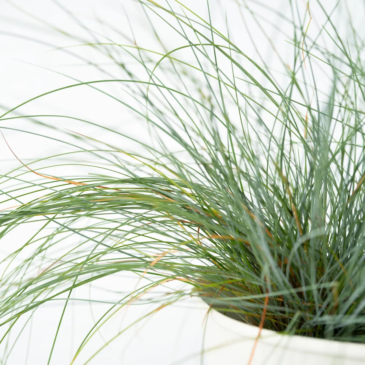 Plant in a Box - Festuca - Set di 9 - Festuca blu - Erba ornamentale - Vaso 9cm - Altezza 10-15cm