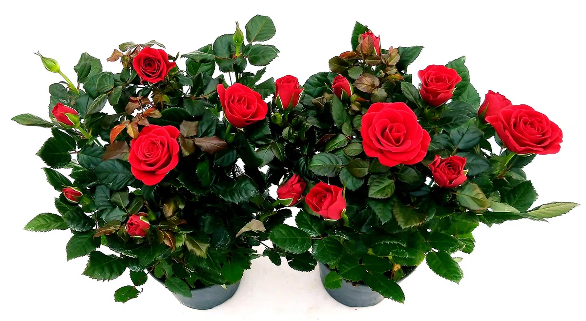 POWERS TO FLOWERS - ROSA DA GIARDINO RAMPICANTE e RIFIORENTE, ROSA ROSSA, 2 PIANTE, Piante Vere