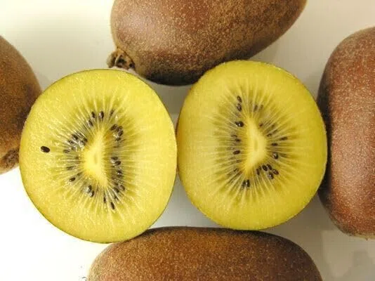 25 SEMI DI KIWI VARIETA' GIALLO "ACTINIDIA CHINENSIS " semi freschi