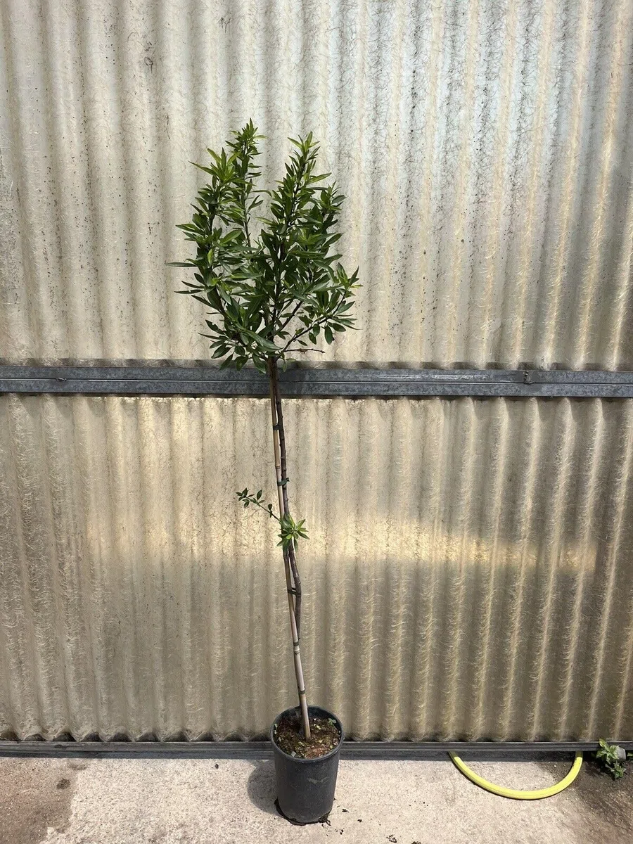 Piante di Mandorlo, 2/3 anni, innestate H150cm, in varietà (Avijor)