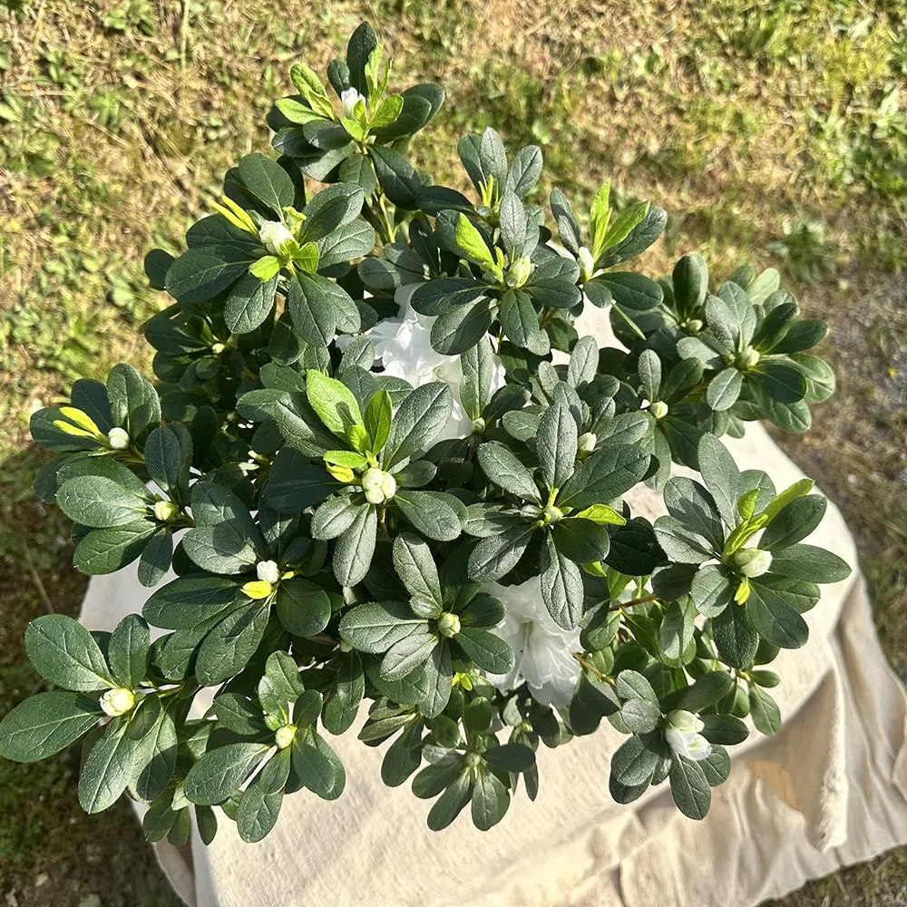 Azalea da Esterno in Vaso 18cm | Pianta Sempreverde Acidofila Prodotte in Italia | Fioritura Febbraio-Maggio |Altezza 45 cm | Vaso Riciclato (Bianco)