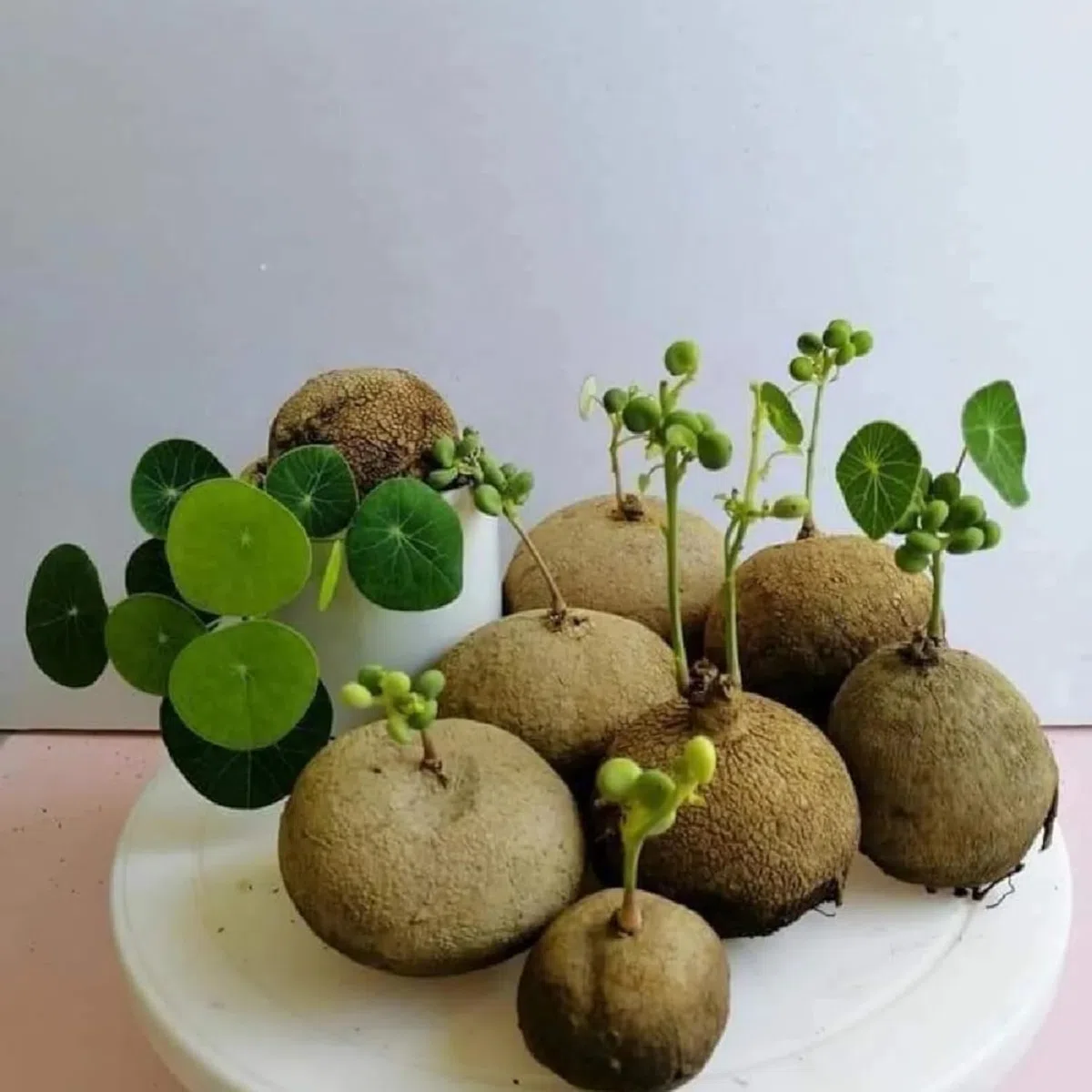 Stephania Erecta, Perenne Sempreverde, Resistenza, Adatto per la piantagione su davanzali e balconi interni-1bulbi-c