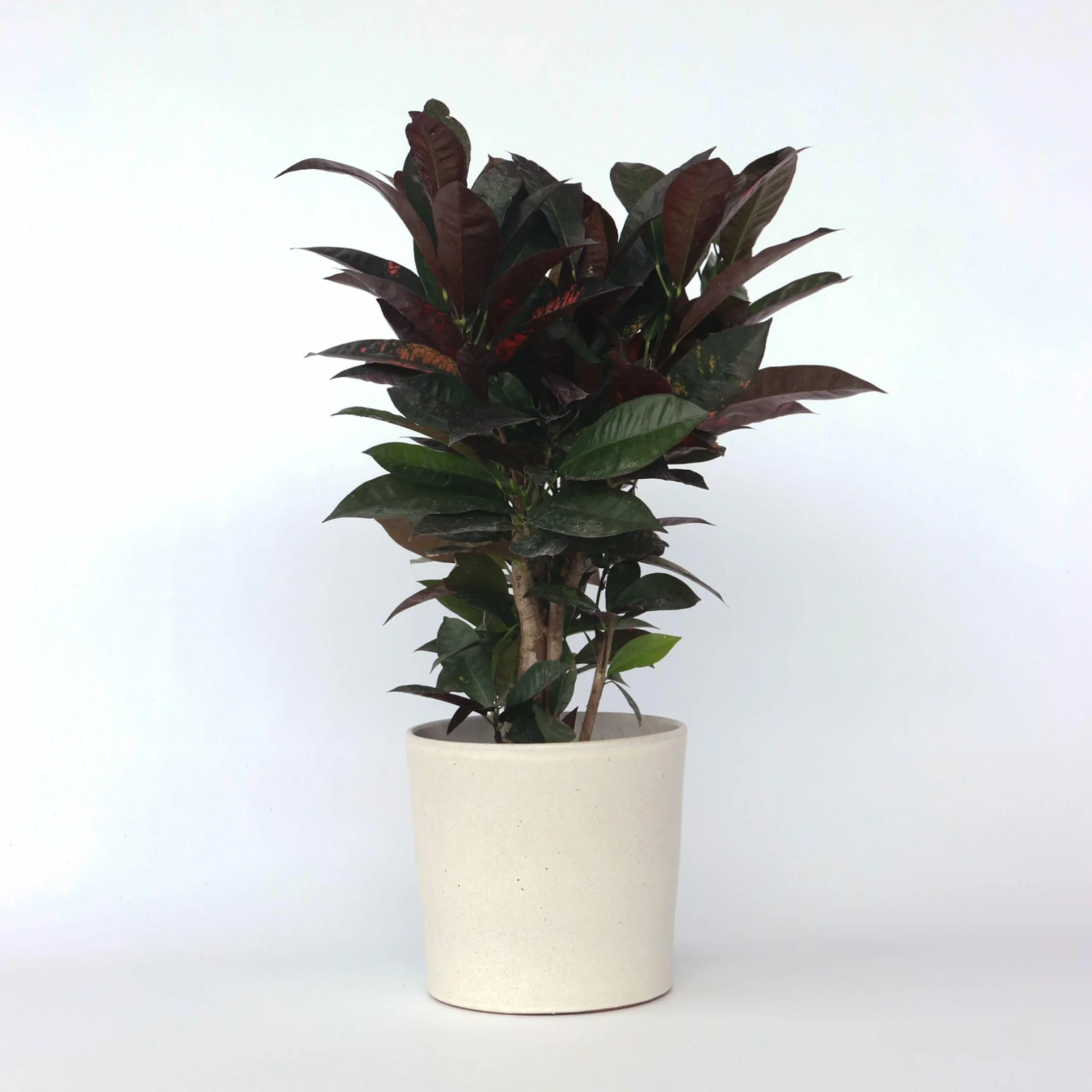 Plant in a Box - Codiaeum variegatum 'Mrs. Iceton' - Pianta d'appartamento unica - Cambia lentamente colore - Vaso 19cm - Altezza 60-70cm
