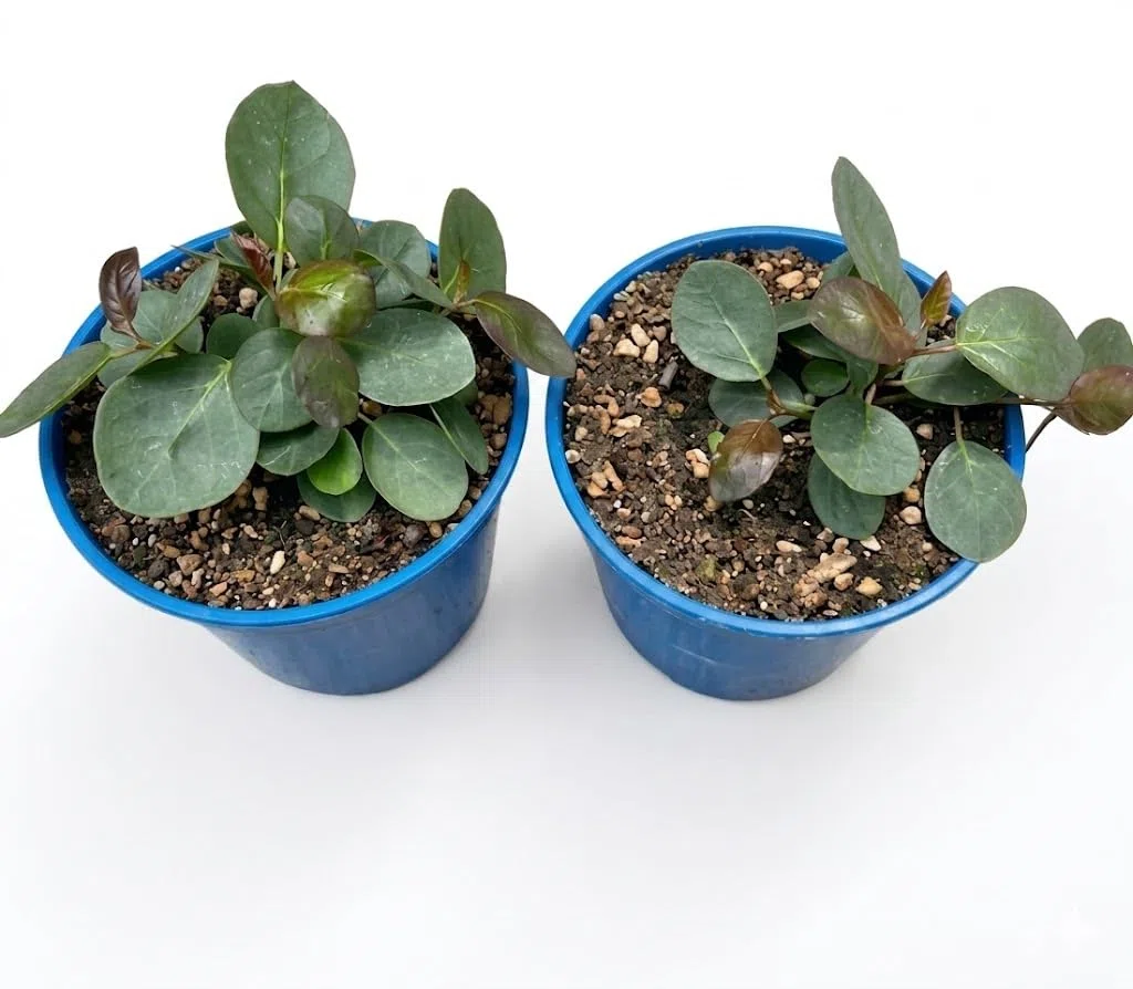 2 PIANTE DI CAPPERO VASO CM 14, UNA PIANTA MODIPITRE