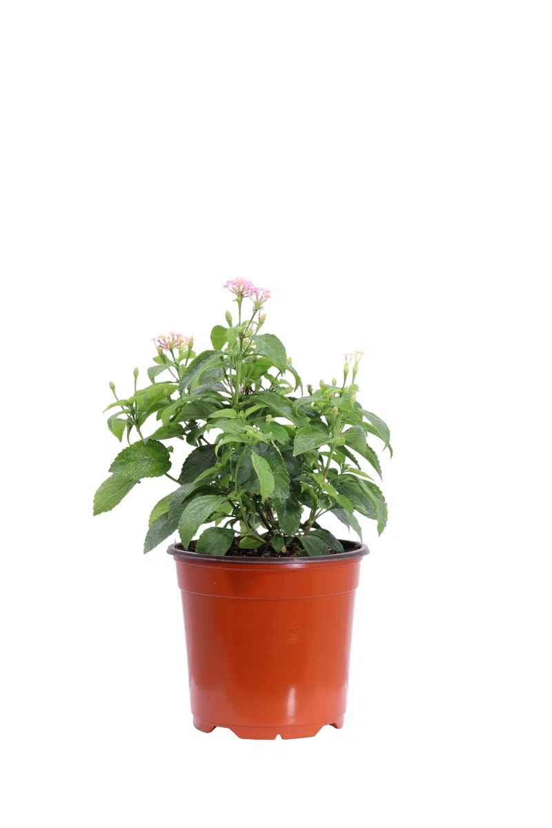 Pianta di Lantana Camara pianta da esterno da fiore Lantana Camara ornamentale pianta vera venduta da eGarden.store (Rosa v.15 cm)