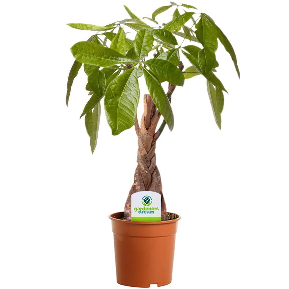 Pachira Aquatica - 1 Pianta - Pianta per Interni per Casa/Ufficio