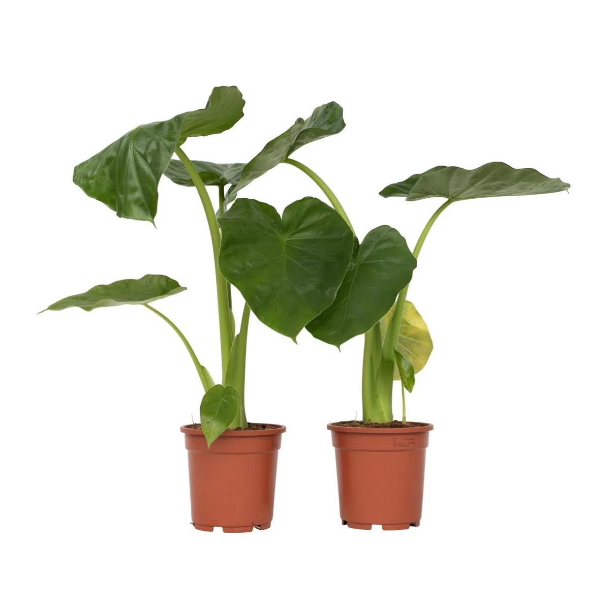 Plant in a Box - Alocasia macrorrhizos - Orecchio di elefante - Set di 2 - Vaso 17cm - Altezza 60-70cm