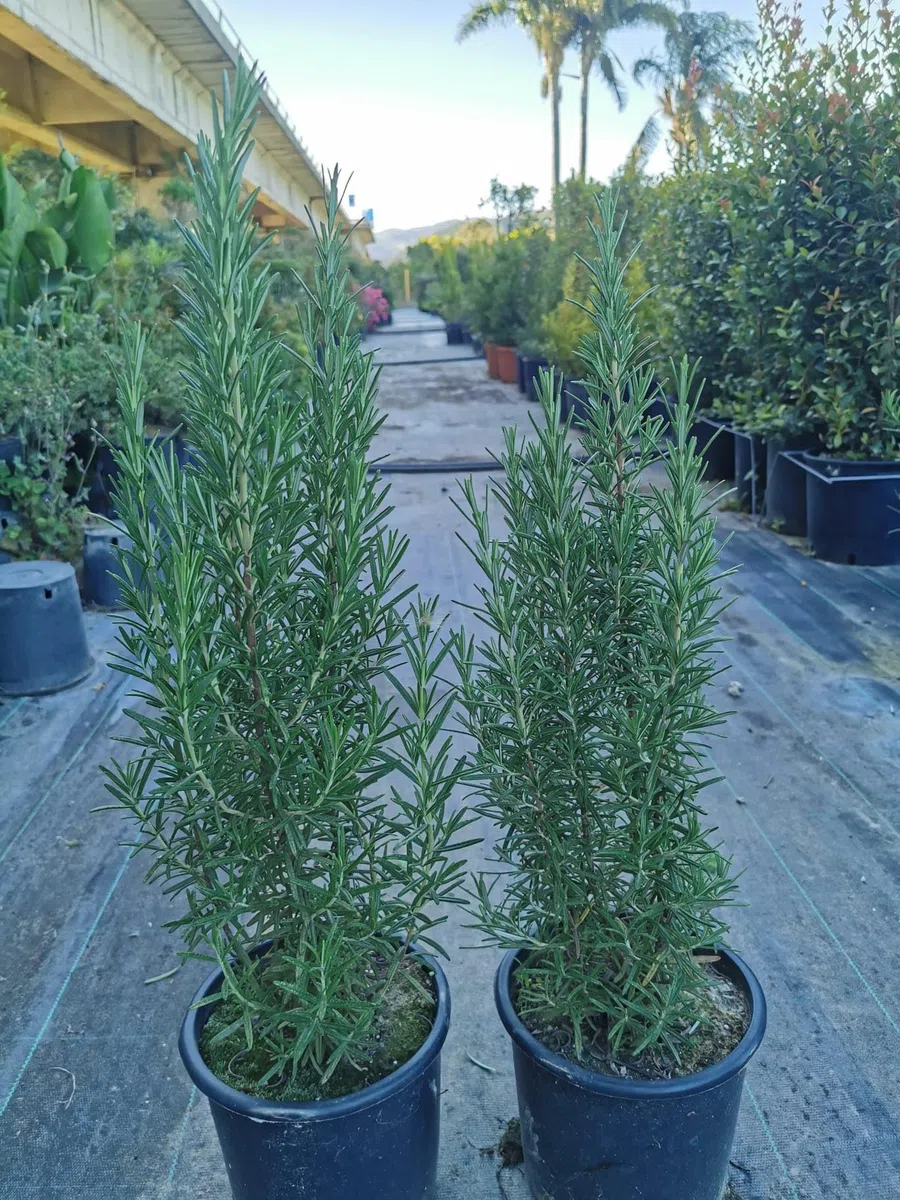 2 Piante di Rosmarino Eretto, piante aromatiche