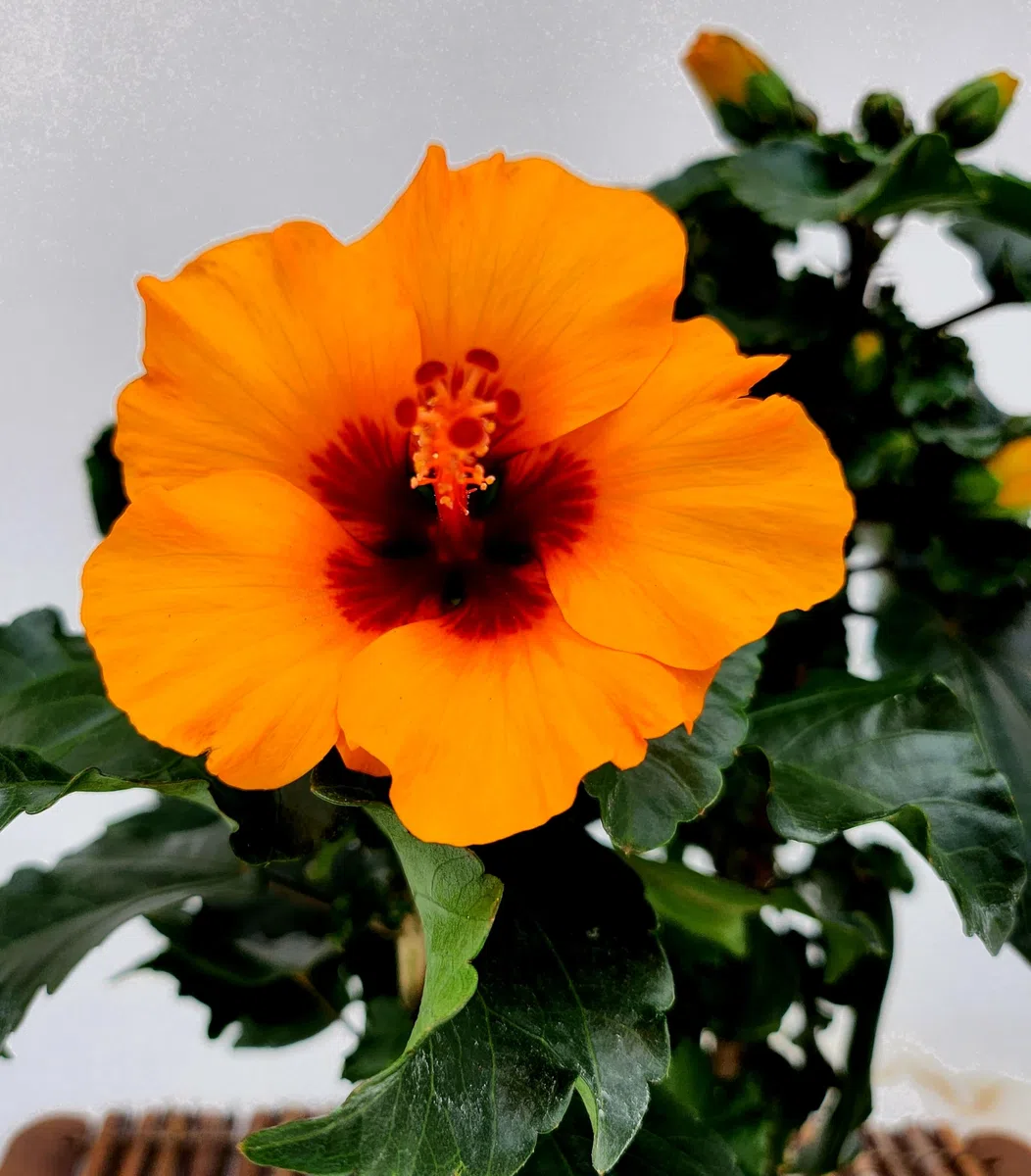 POWERS TO FLOWERS - HYBISCUS, IBISCO ARANCIO CON OCCHIO SCURO, VASO 13CM, pianta vera