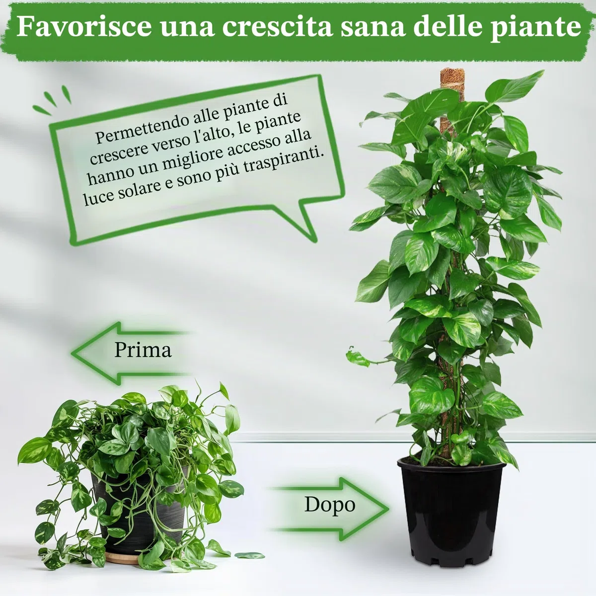 COZCLAM Palo di Muschio, 2Pezzi 160cm Tutore Piante, Palo in Fibra di Cocco per Piante Rampicanti, Pieghevoli Supporti per Piante, Supporto per Monstera per Piante Rampicanti che Crescono Verso l'alto