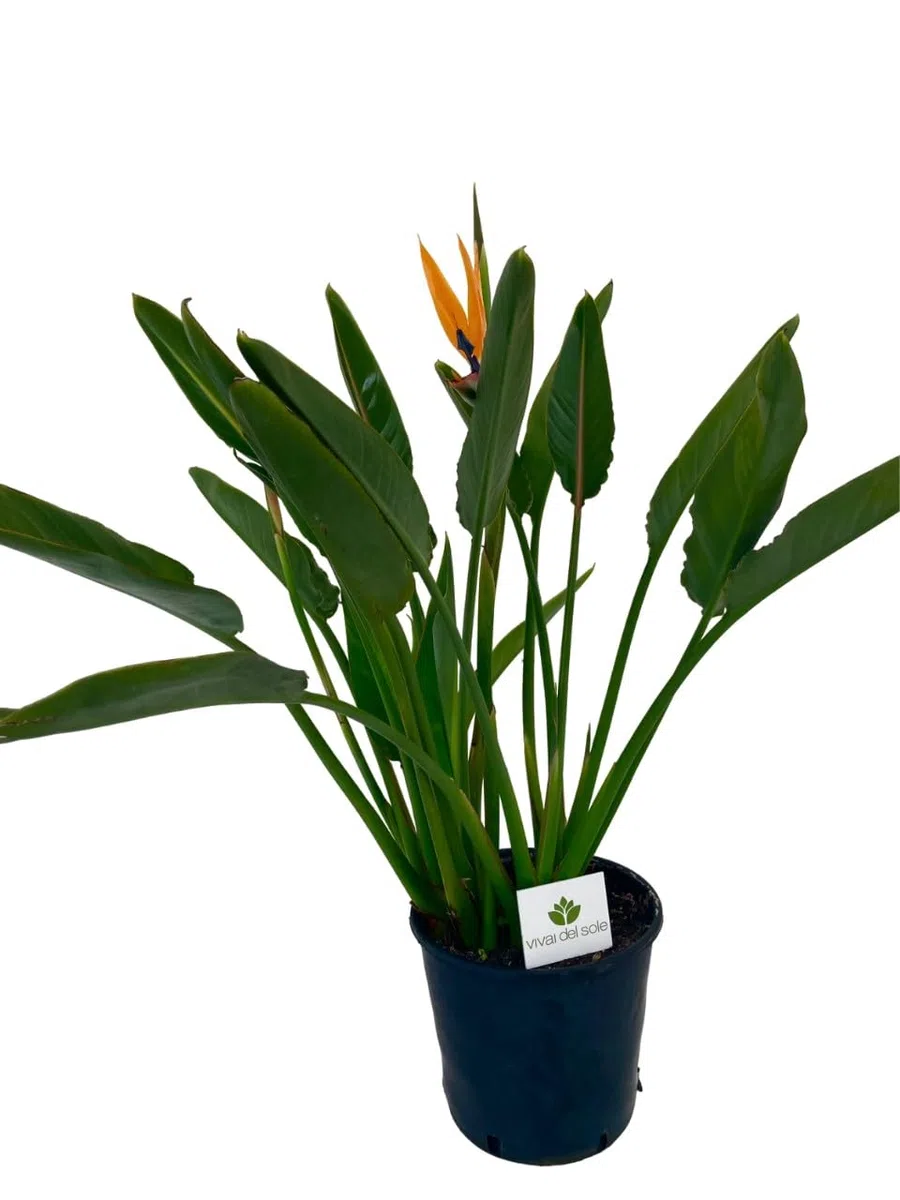 Strelitzia Reginae, Uccello del Paradiso, Pianta ornamentale da esterno prodotta da Vivai del Sole vaso diametro cm 26