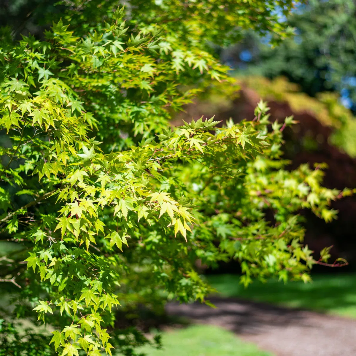 Acero rosso giapponese "Acero palmatum Momiji" pianta in vaso 2 litri h 150/200 cm Vivaio di Castelletto