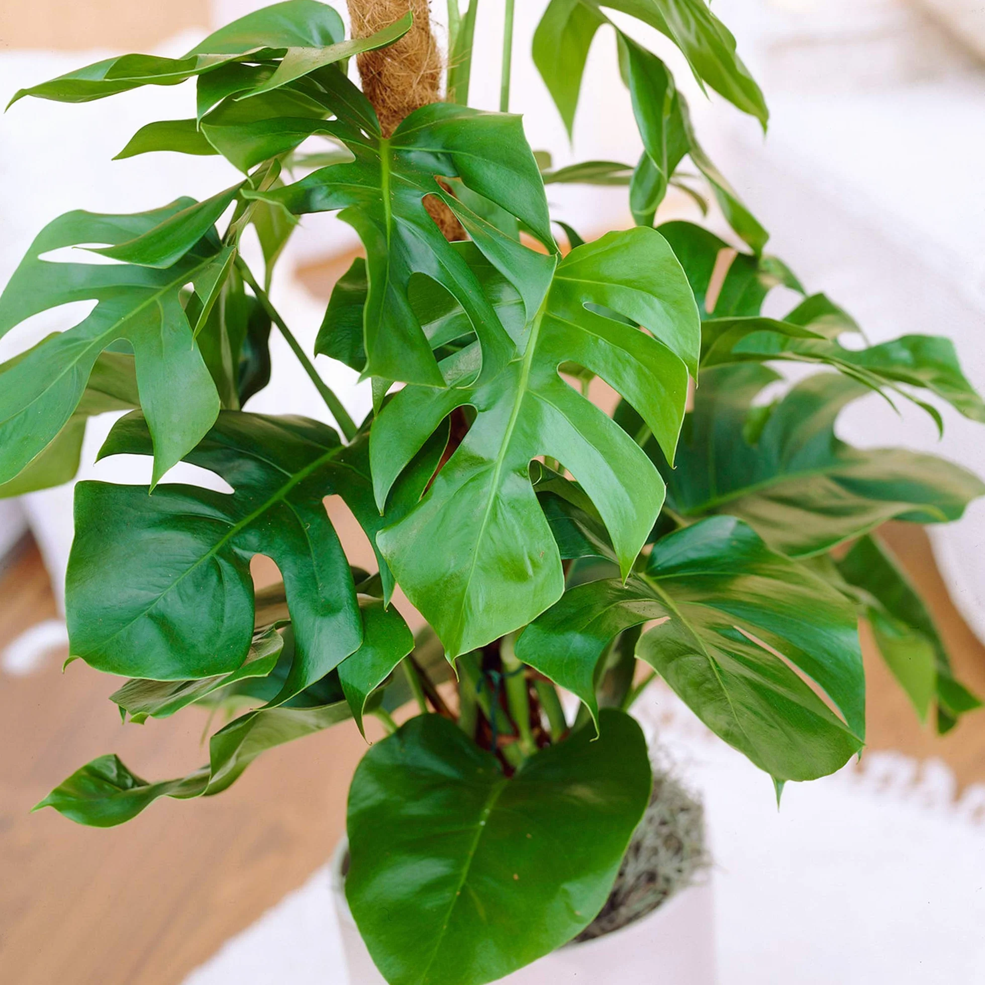 Pianta del formaggio svizzero Monstera Deliciosa, pianta da interno sempreverde in vaso.