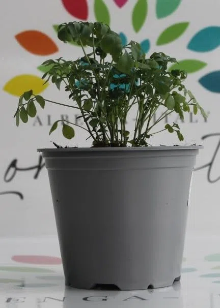PIANTA DI RUTA SU VASO 14 IN CONFEZIONE DA 2 PEZZI