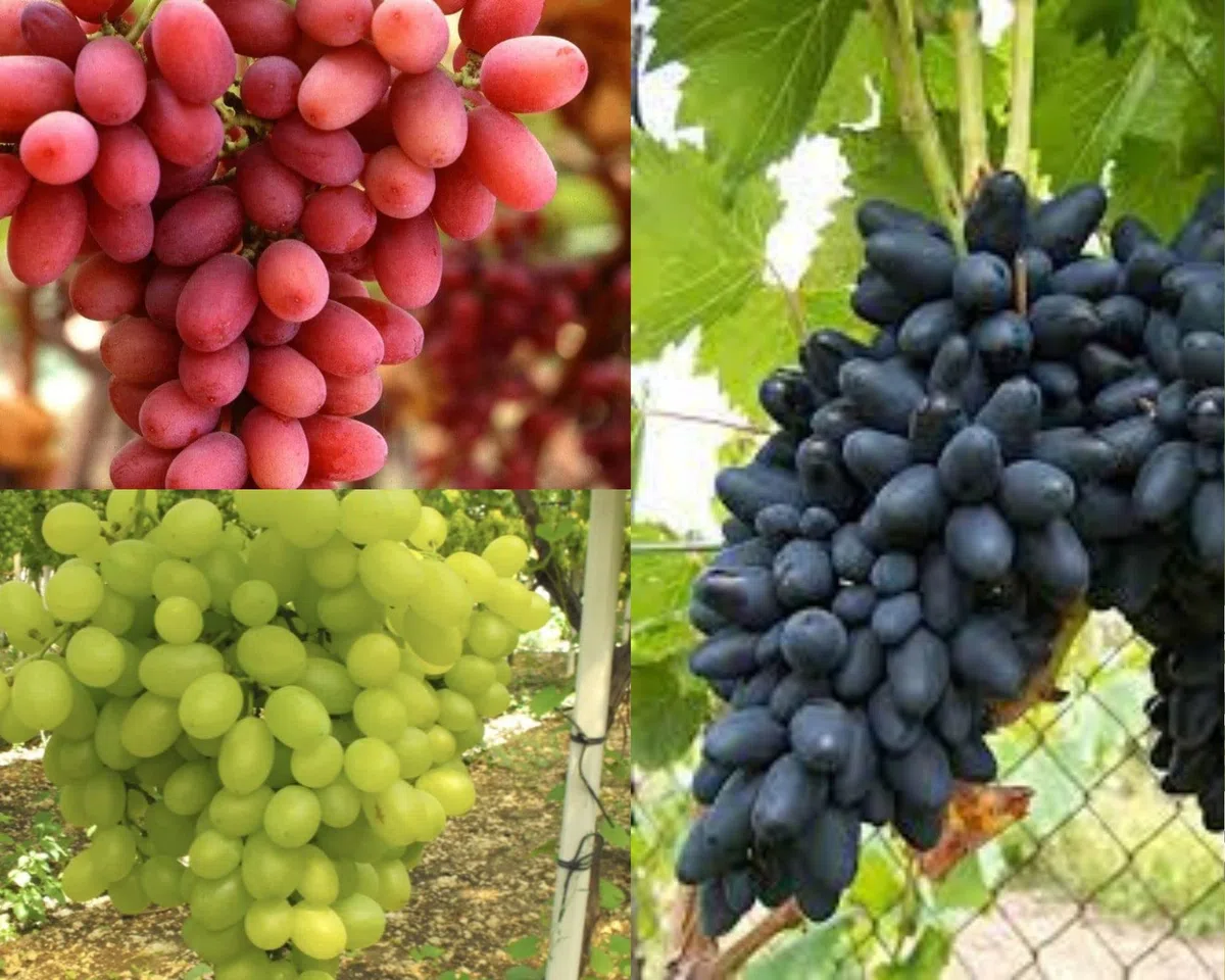 3 VARIETA' UVA DA TAVOLA NERA,ROSA,BIANCA SENZA SEMI,RESISTENTI, GRANO CROCCANTE