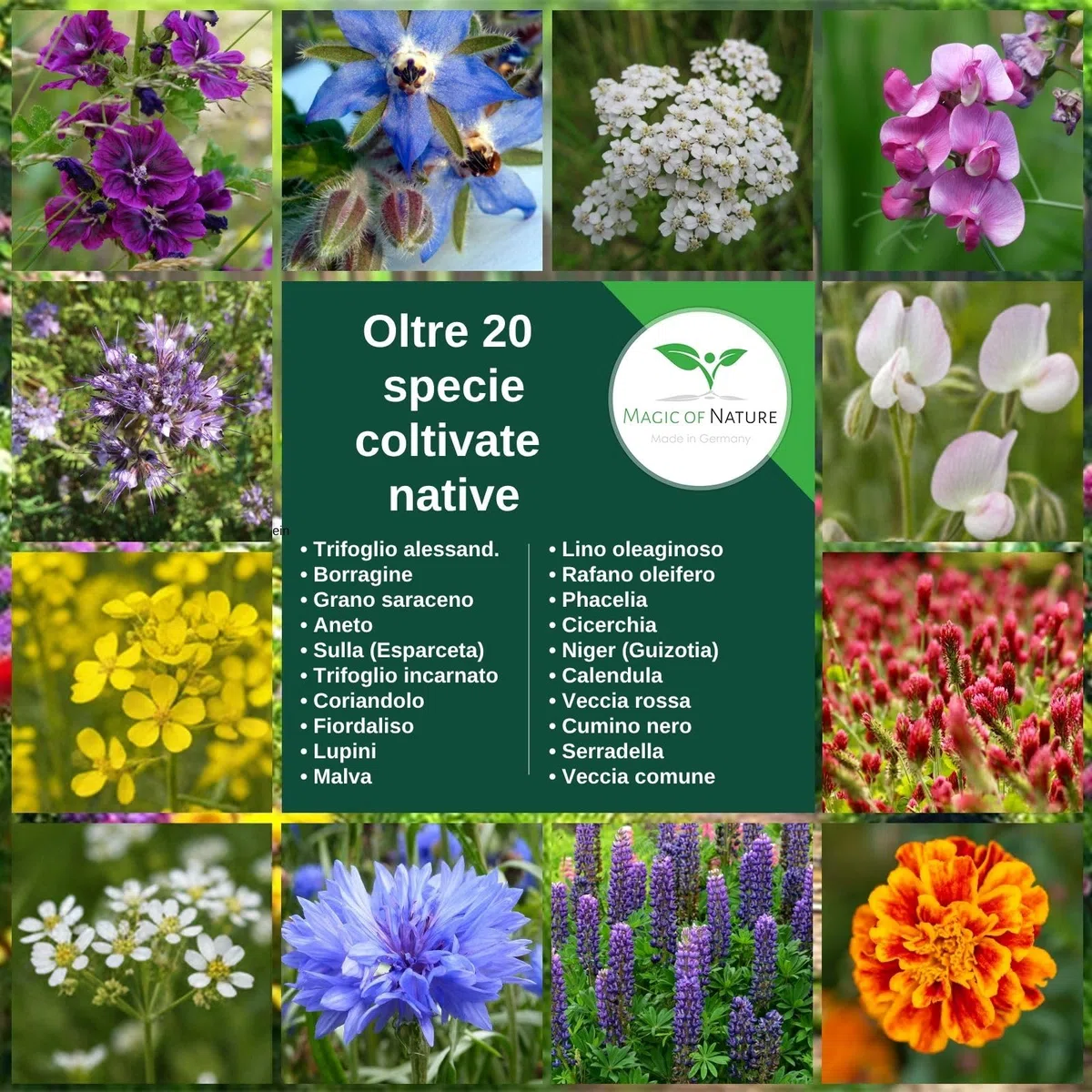 Magic of Nature: Miscela di Semi di fiori - Paradiso delle Api 1 kg | Facile da usare - Pascolo per api in fiore - Consigli per la semina - Per 300-500 m²