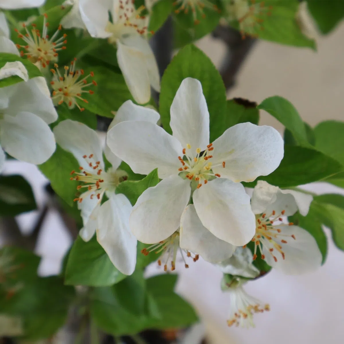 KENTIS - Bonsai di Melo - Malus Sp. - Pianta Vera da Frutto da Esterno - Piante da Giardino Balcone Terrazzo - H 40/45 cm Vaso in Ceramica 26 cm