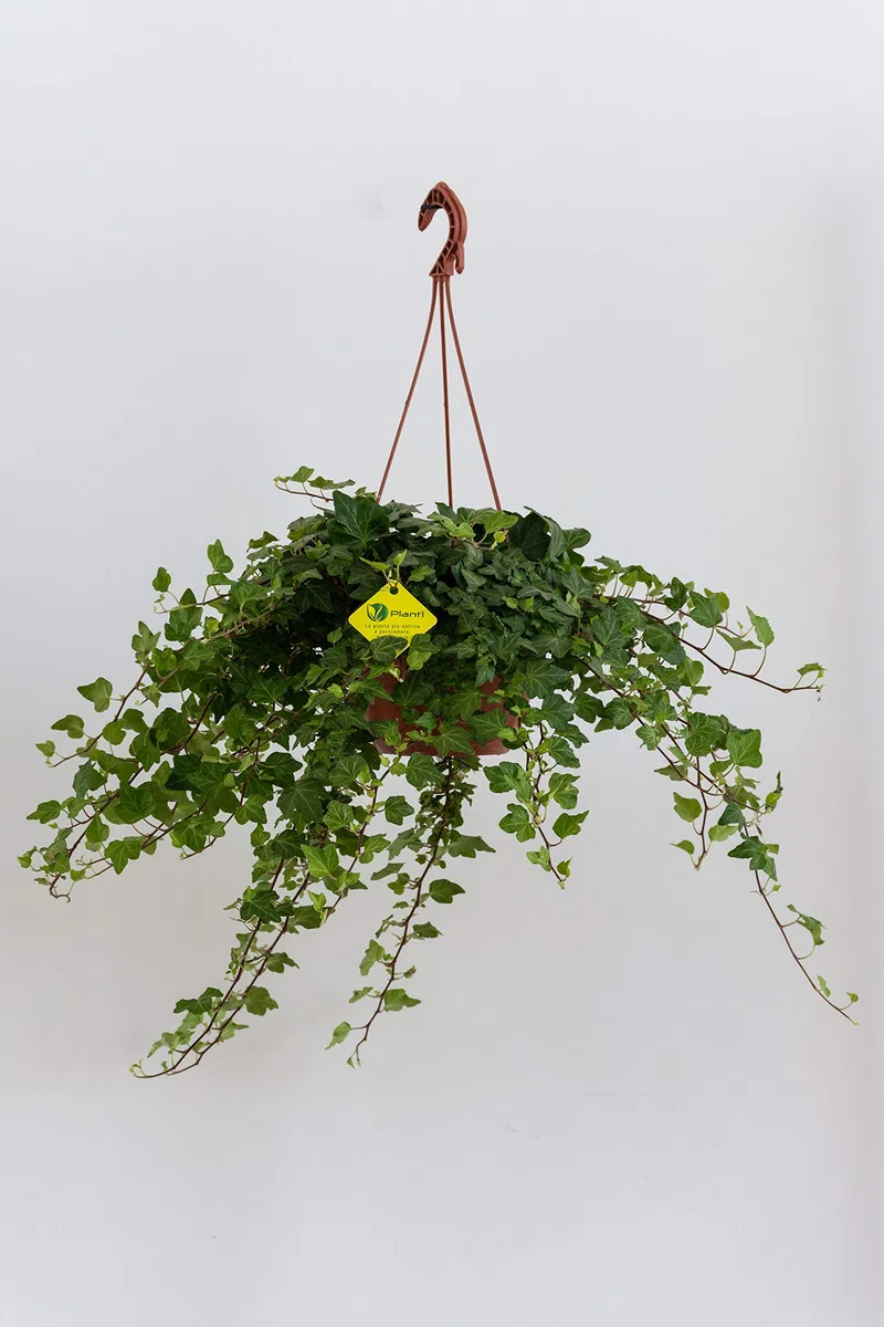 HEDERE BASKET Green Wonder, Edera di Dionisio Pianta Rampicante Sempreverde a Crescita Lenta, Vera Edera Rampicante da Utilizzare per Giardino Esterno Diametro vaso 19 cm