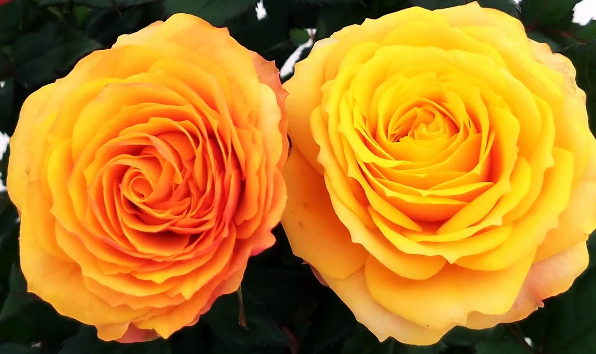 POWERS TO FLOWERS - ROSA DA GIARDINO RAMPICANTEe RIFIORENTE, ROSA ARANCIO, Pianta Vera