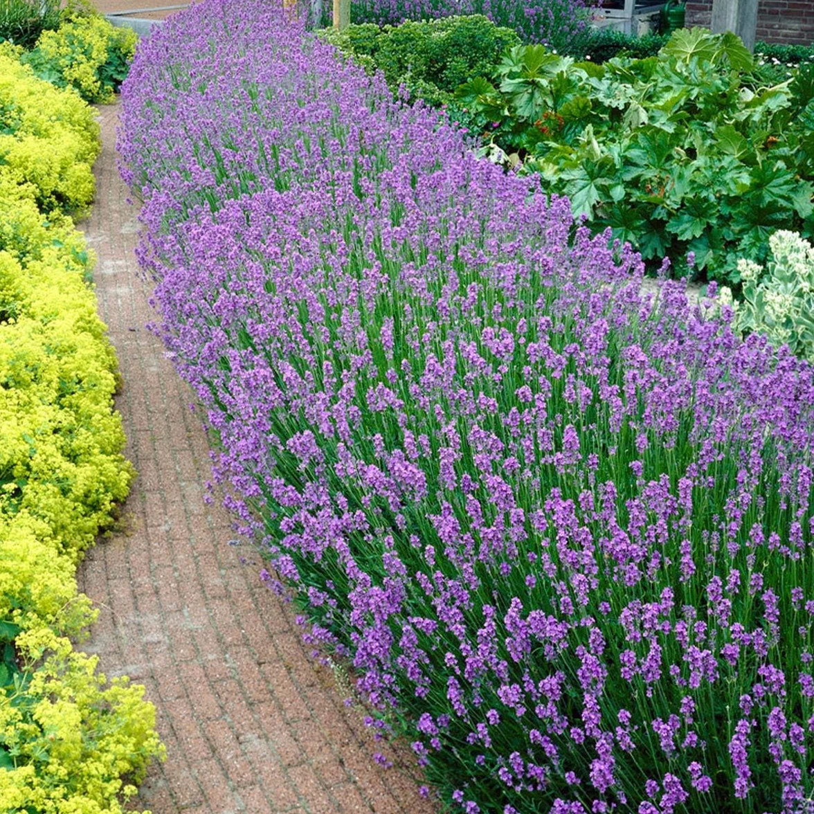 Bloomique - Set di 6 - Lavandula Angustifolia - Pianta di Lavanda - Pianta da Giardino - Resistente al Freddo - Alta 15-20 cm - Zolla da 7 cm