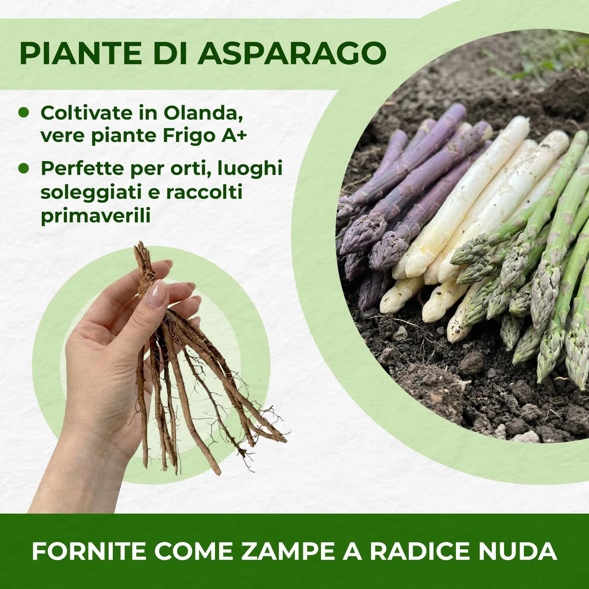 Piante di asparagi Mix - 10 piante frigo A+ - refrigerate a crescita rapida provenienti dall'Olanda - Resistenti & Perenni - Per la coltivazione in letti rialzati