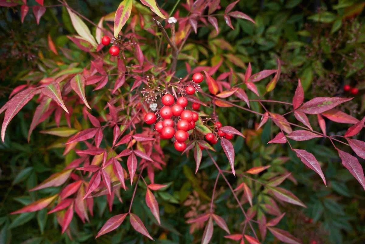Nandina domestica "Bambù Sacro" pianta sempreverde a cespuglio in vaso ø18 cm Vivaio di Castelletto