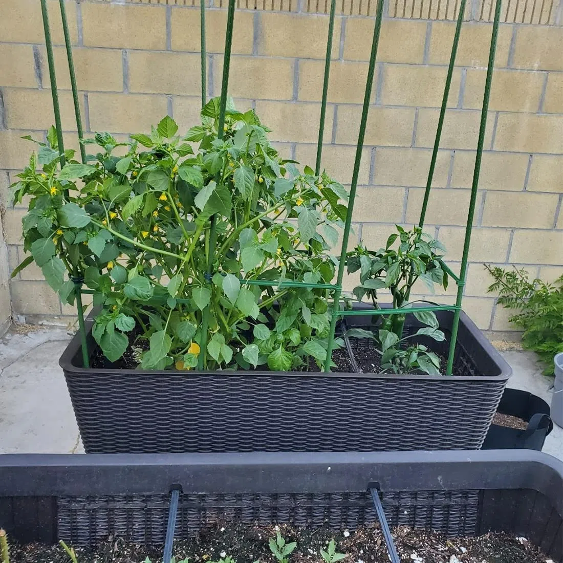 Pali per piante da giardino Bastoncini di supporto per piante verdi 20PZ Bastoncini per la coltivazione di piante con connettore Canne da giardino Pali di supporto per viti per fiori, verdure e