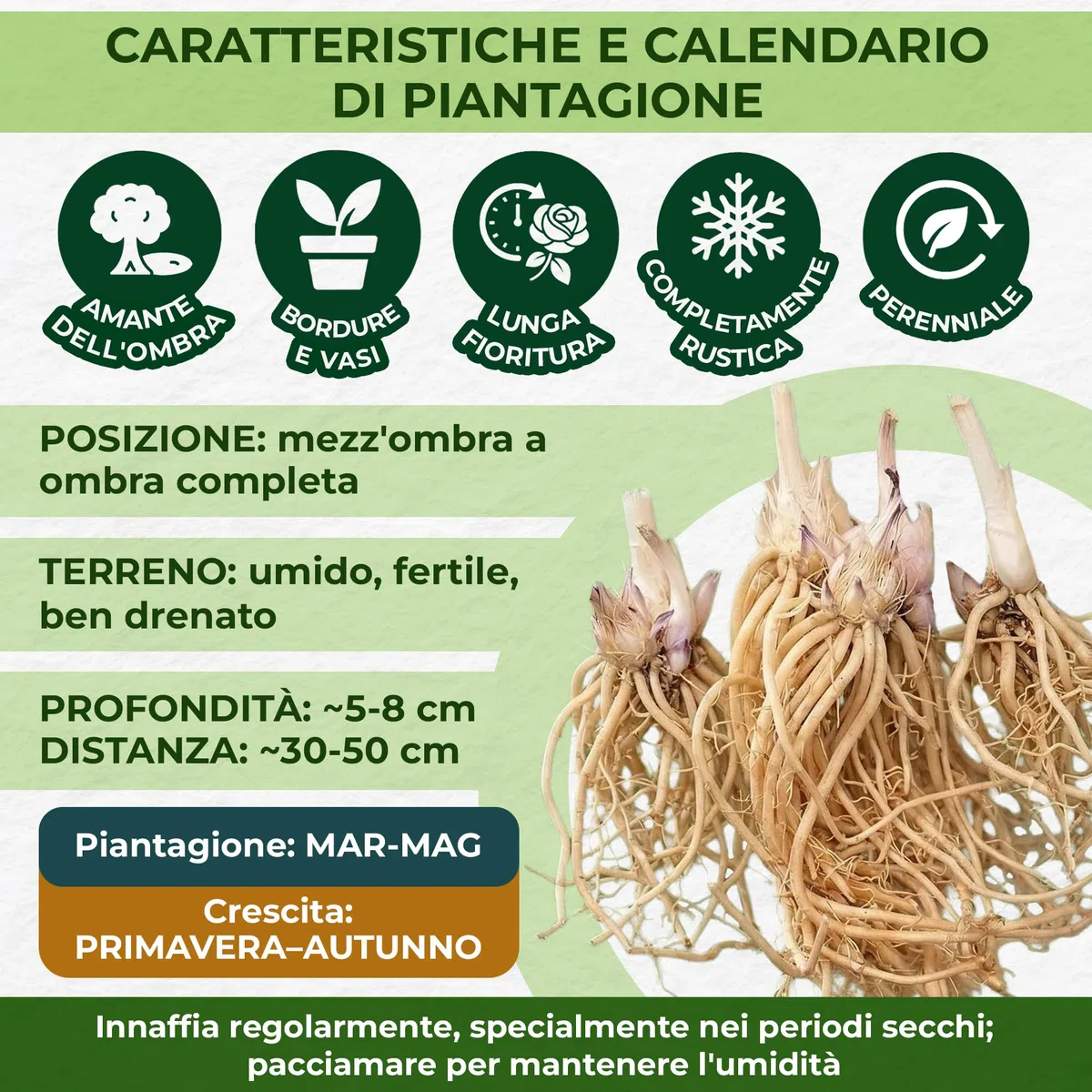 Piante Vere da Esterno - 10 Radici di Hosta - Mix di 10 ibridi e varietà - Piante e fiori esclusivi dall’Olanda - per giardino, vasi e balcone (non semi, non bulbi, non artificiali)