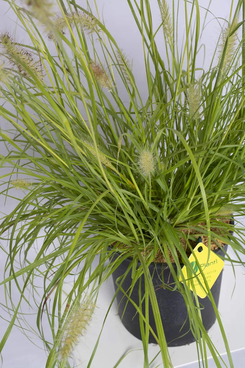 PENNISETUM Piante da siepe sempreverde, Pianta da esterno longeva e versatile con forma a fontana, Diametro vaso 19 cm (Pennisetum Hameln Yellow)
