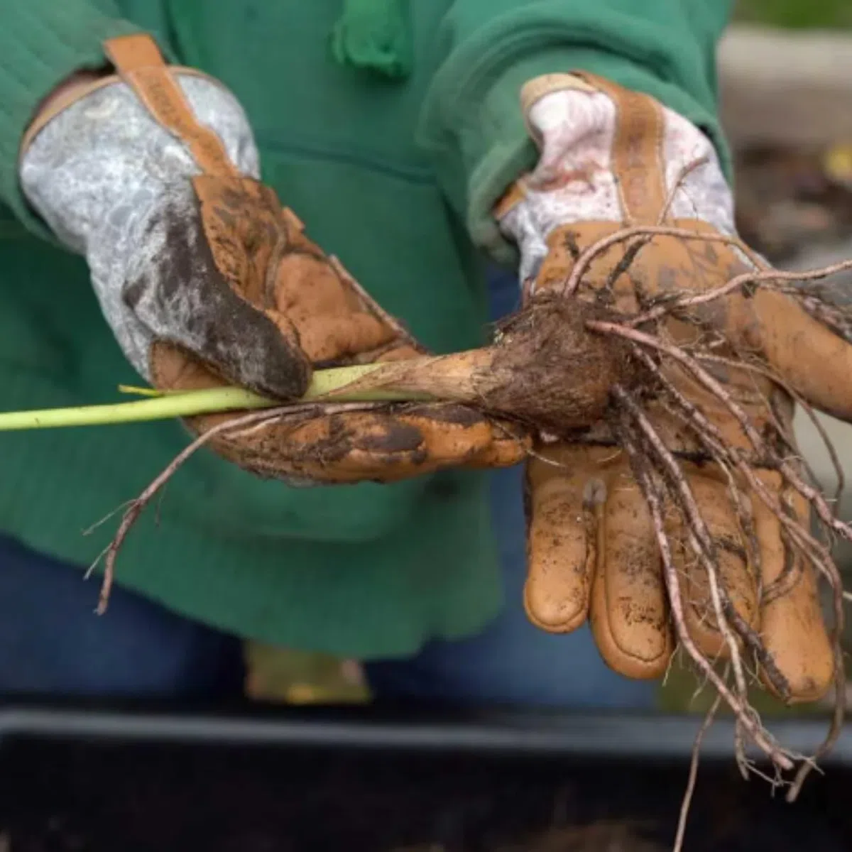 Tuberi sani e vigorosi, con elevata capacità di germinazione -5 Tuberi -J