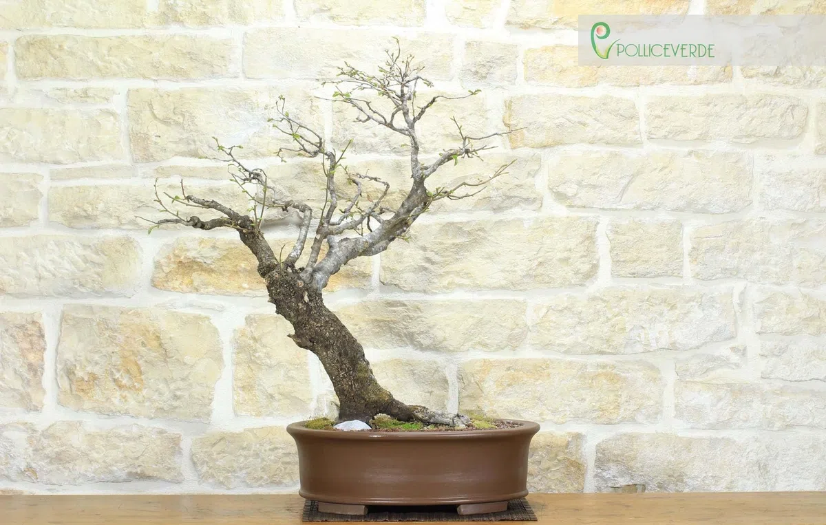Bonsai di Carpino Nero (2)