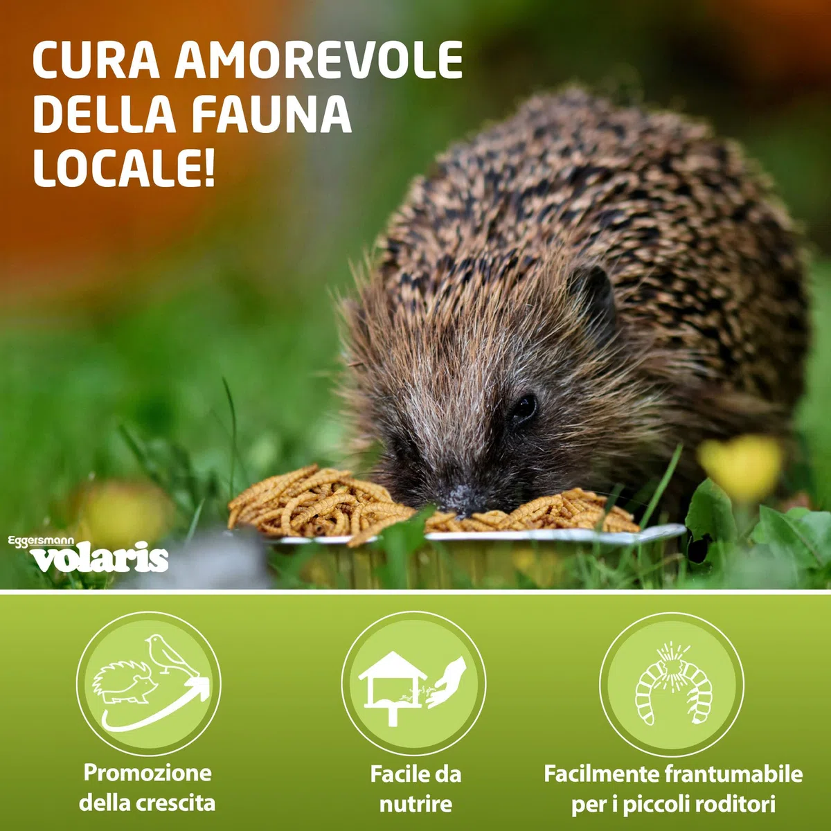 Eggersmann volaris Vermi della farina essiccati 10kg – Mangime per uccelli selvatici ricco di proteine e naturale – Vermi della farina essiccati ideali per uccelli selvatici, polli e altri animali