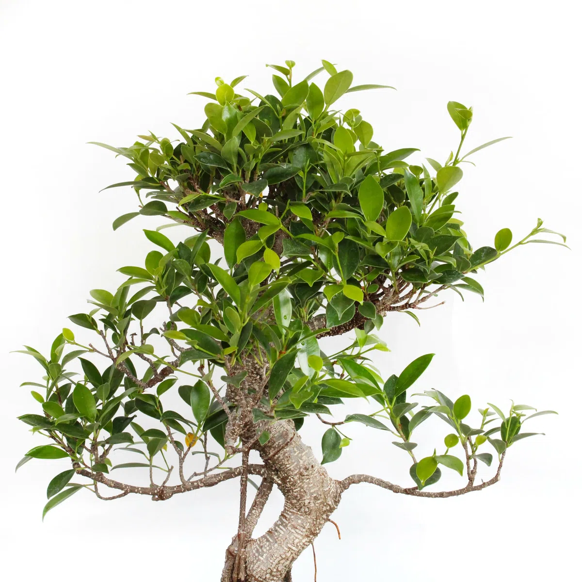 KENTIS - Bonsai Ficus Microcarpa - Piante Vere da Esterno - Vaso Artigianale in Ceramica - (Bonsai Ficus Retusa, Vaso in Ceramica 25 cm)
