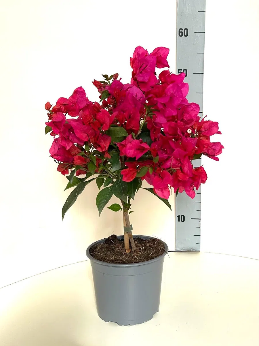 Bouganville in vaso – pianta vera rampicante in vaso 17 - Bouganvillea Alta circa 55 cm - Pianta da esterno - Pianta da interno - Fucsia/Rosa