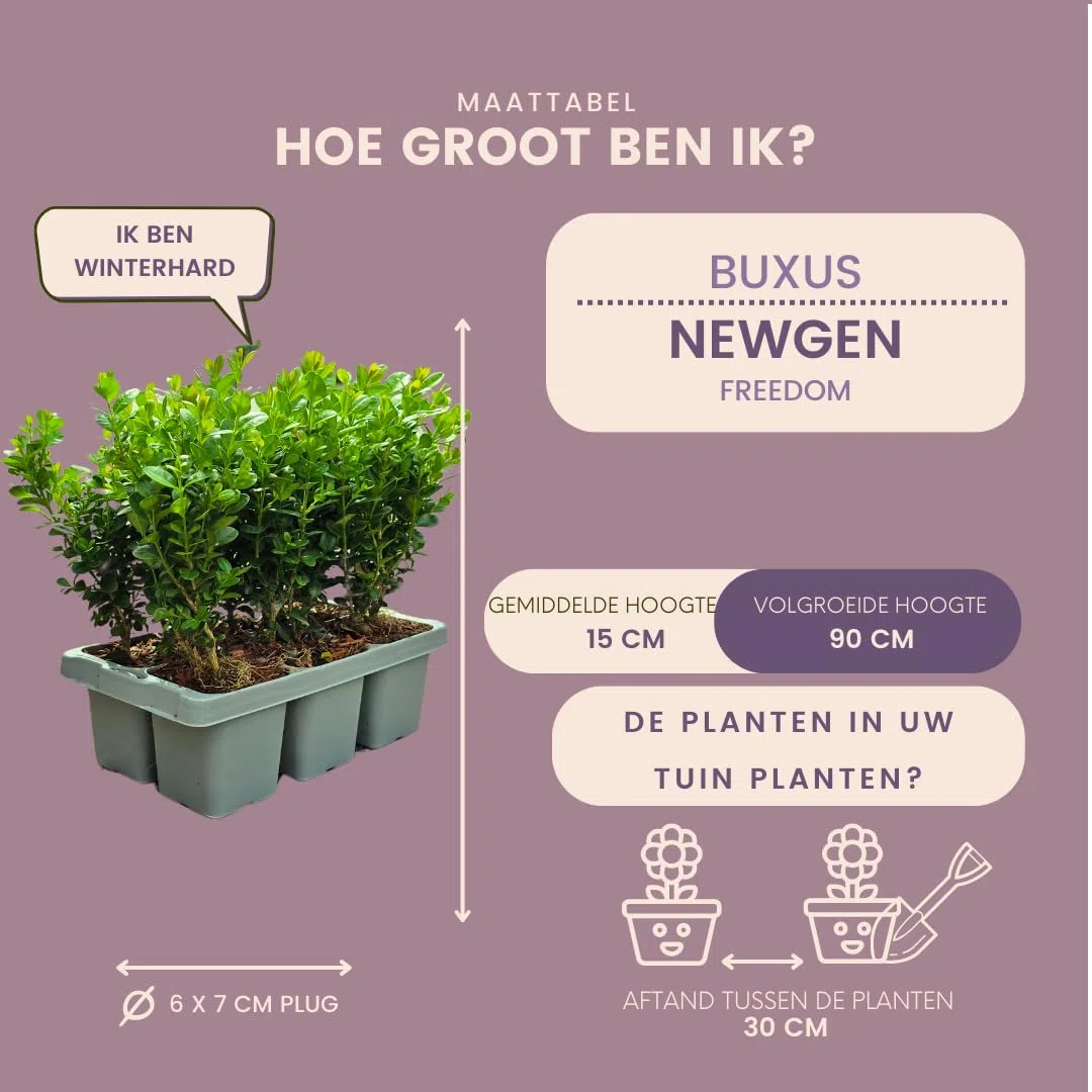 Piante di Buxus, Arbusti Sempreverdi per Siepi, Verde, Set da 24, Ø7 cm