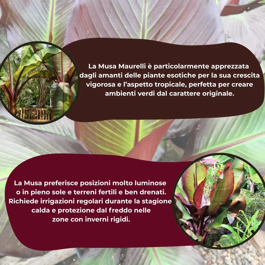 Musa Maurelli Banano Rosso Pianta Ornamentale Tropicale in Vaso 24 cm, Pianta Esotica da Giardino e Terrazzo