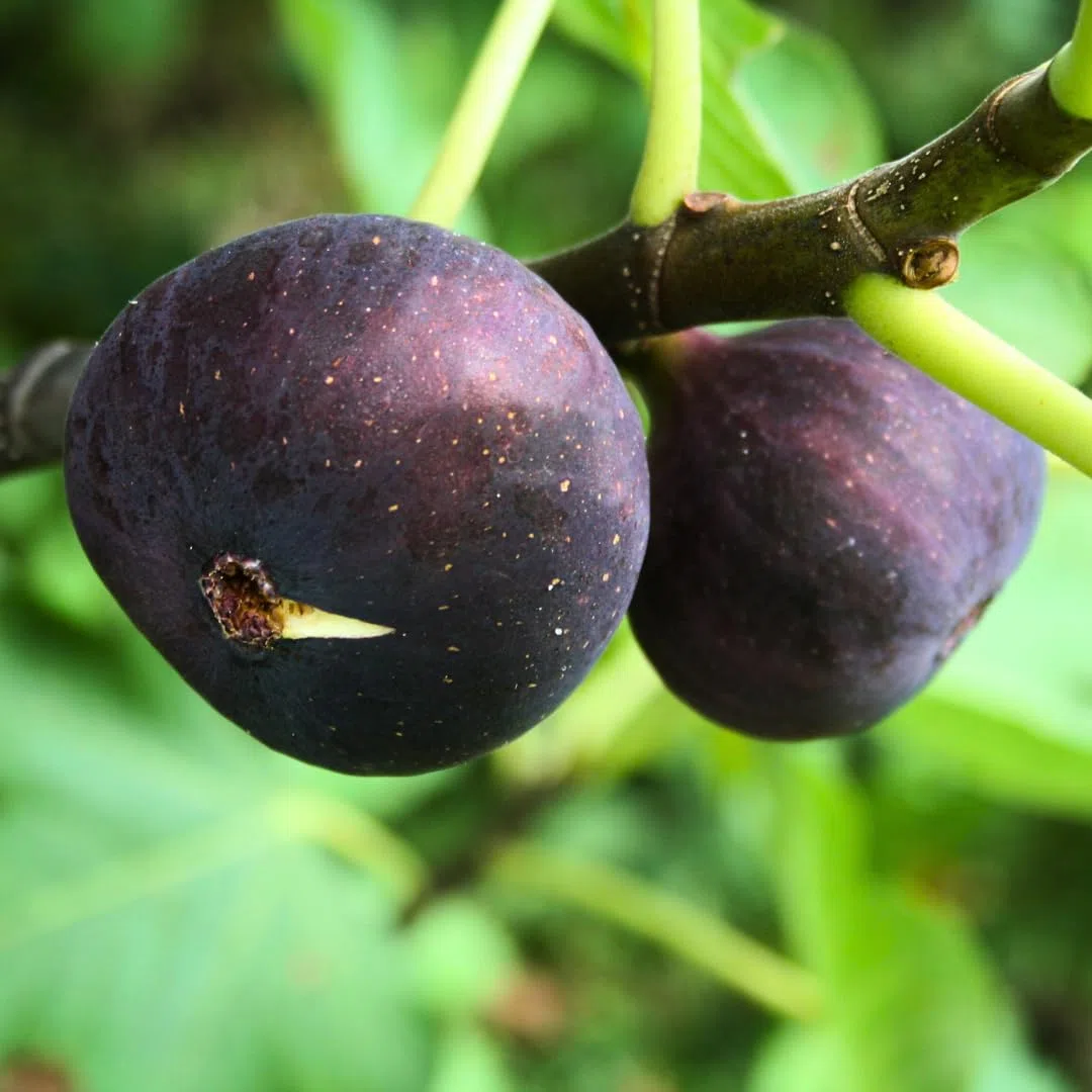 EURO PLANTS Fico Brogiotto Nero Pianta da Frutto Antico Età 2 Anni | su Vaso: ø 20 cm. - *Altezza: 150-170 cm