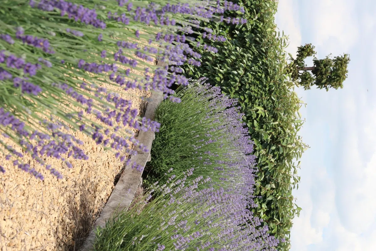 Lavanda Angustifolia Profumata, per Giardino, Viola, Set da 24 Pezzi 7 cm
