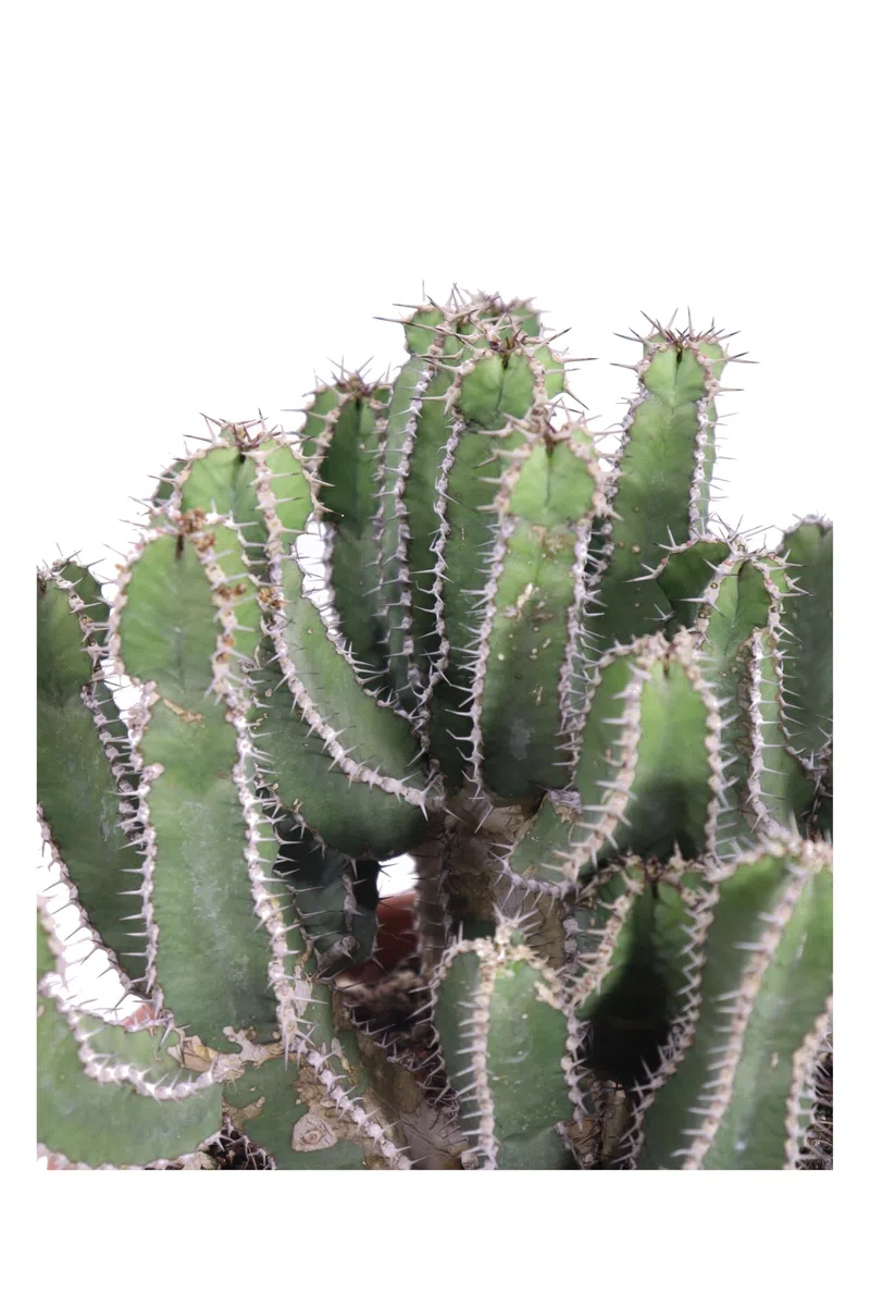 Pianta di Euphorbia Polyacantha Pianta Cactus A Lisca Di Pesce pianta grassa pianta ornamentale fioritura gialla pianta con spine pianta da esterno o interno pianta vera venduta da eGarden.store