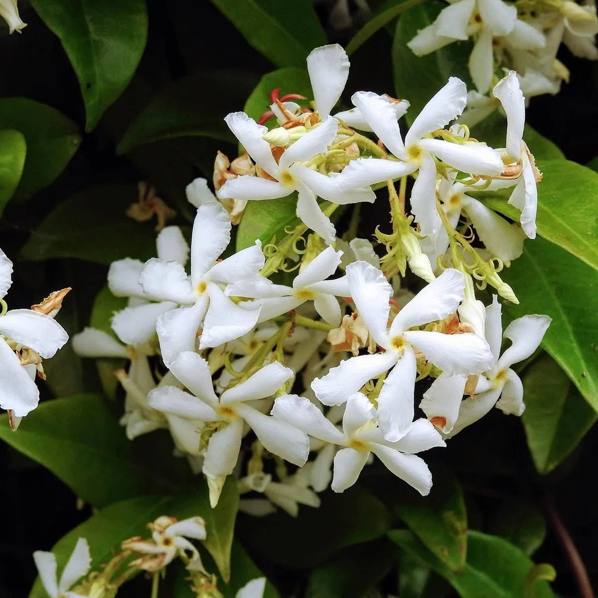 Vivai le Georgiche - Pianta vera di Trachelospermum jasminoides "Star of Venice" - Rhynchospermum jasminoides 'Star of Venice' - Falso gelsomino, Rincospermo - diametro vaso Ø 15 cm