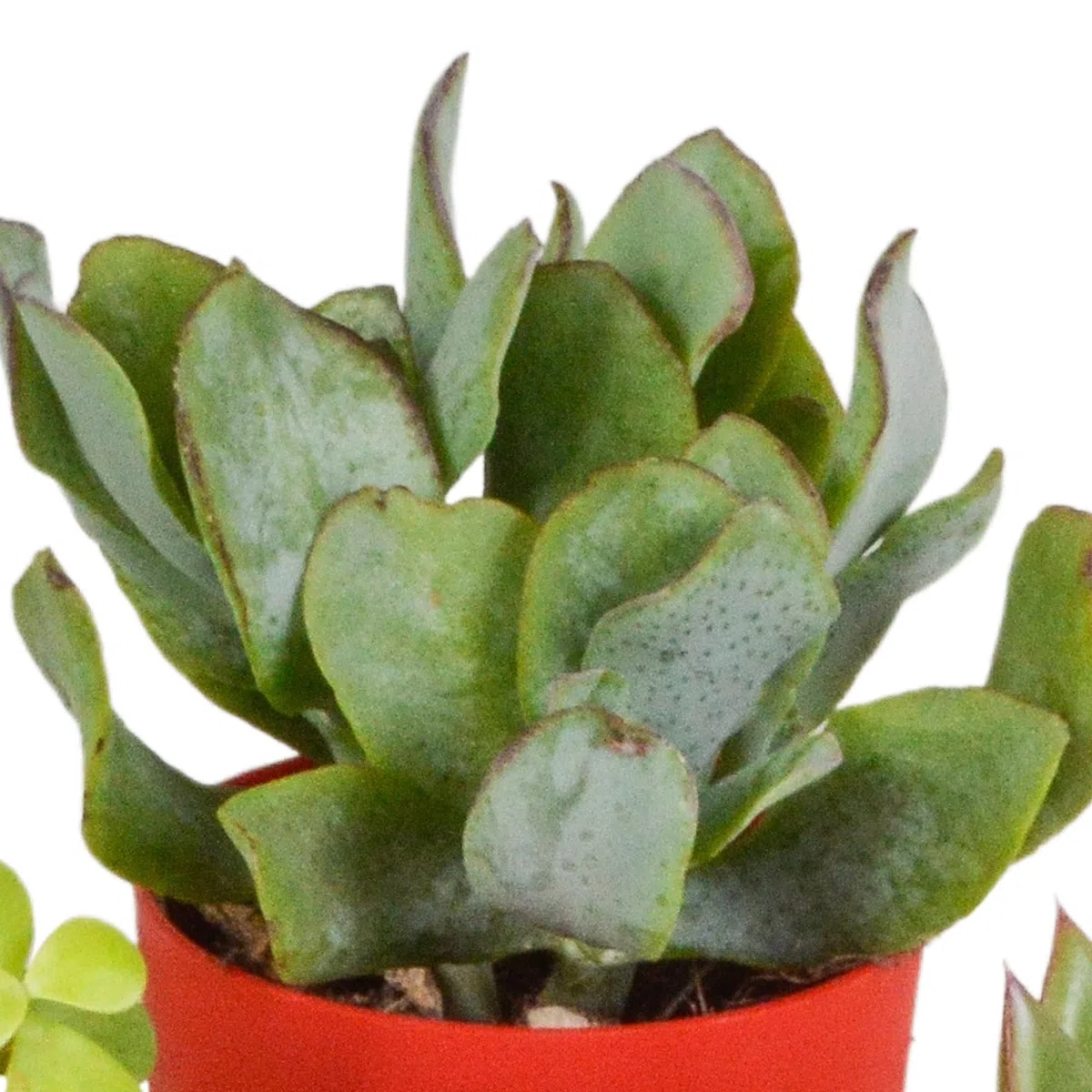Mix Piante Grasse, Vaso in Plastica, da Interno, Set da 5, 5.5 cm