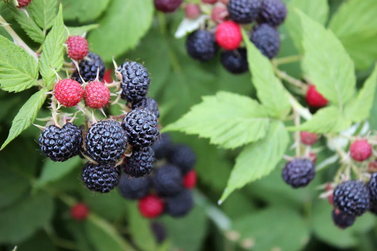 POWERS TO FLOWERS - RUBUS OCCIDENTALIS BLACK JEWEL, PIANTA DI LAMPONE NERO, piante vere