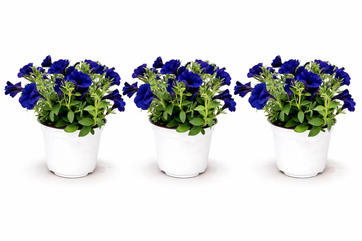 POWERS TO FLOWERS - PETUNIA, POTUNIA, SURFINIA COMPATTA BLU - 3 PIANTE VASO 14CM DIAMETRO, piante vere