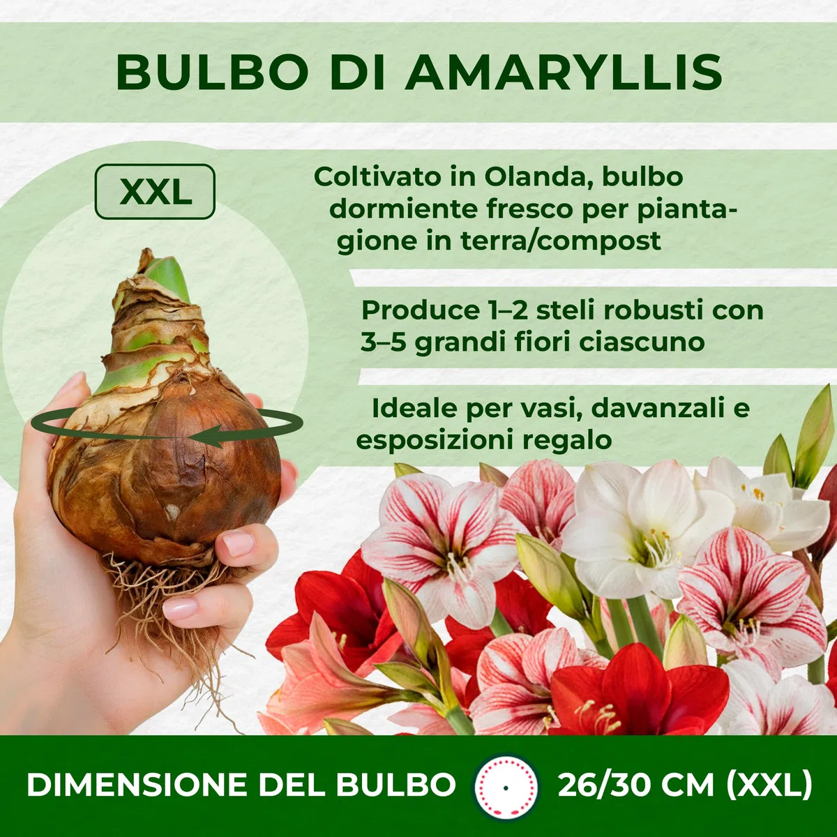 Bulbi di Amaryllis Collezione Economico - 3 Bulbi Fiori in grande formato 26/28 - Piante e Fiori Esclusivi dall'Olanda - Autentici Hippeastrum (non semi, senza cera e non artificiali)