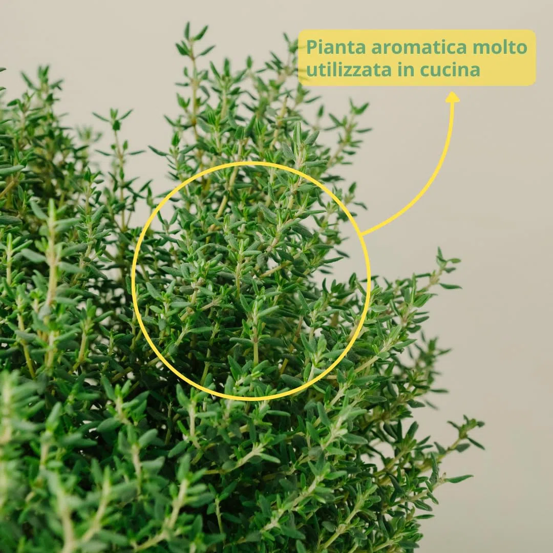 PLANTI’ TIMO OFFICINALIS Pianta Vera da Esterno Piante Aromatiche da Cucina, ideale per Insaporire i Vostri Piatti o per Ornare il Giardino di Casa. 6 Mesi di Concimazione con Sistema Plantì