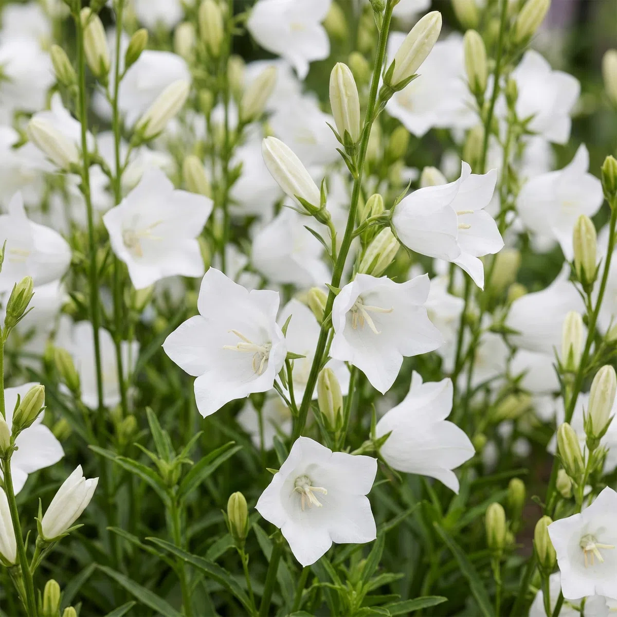 Pianta Perenne Campanula Pers. Alba, Bianco, 1 Pianta, Vaso 11cm, 15-25cm