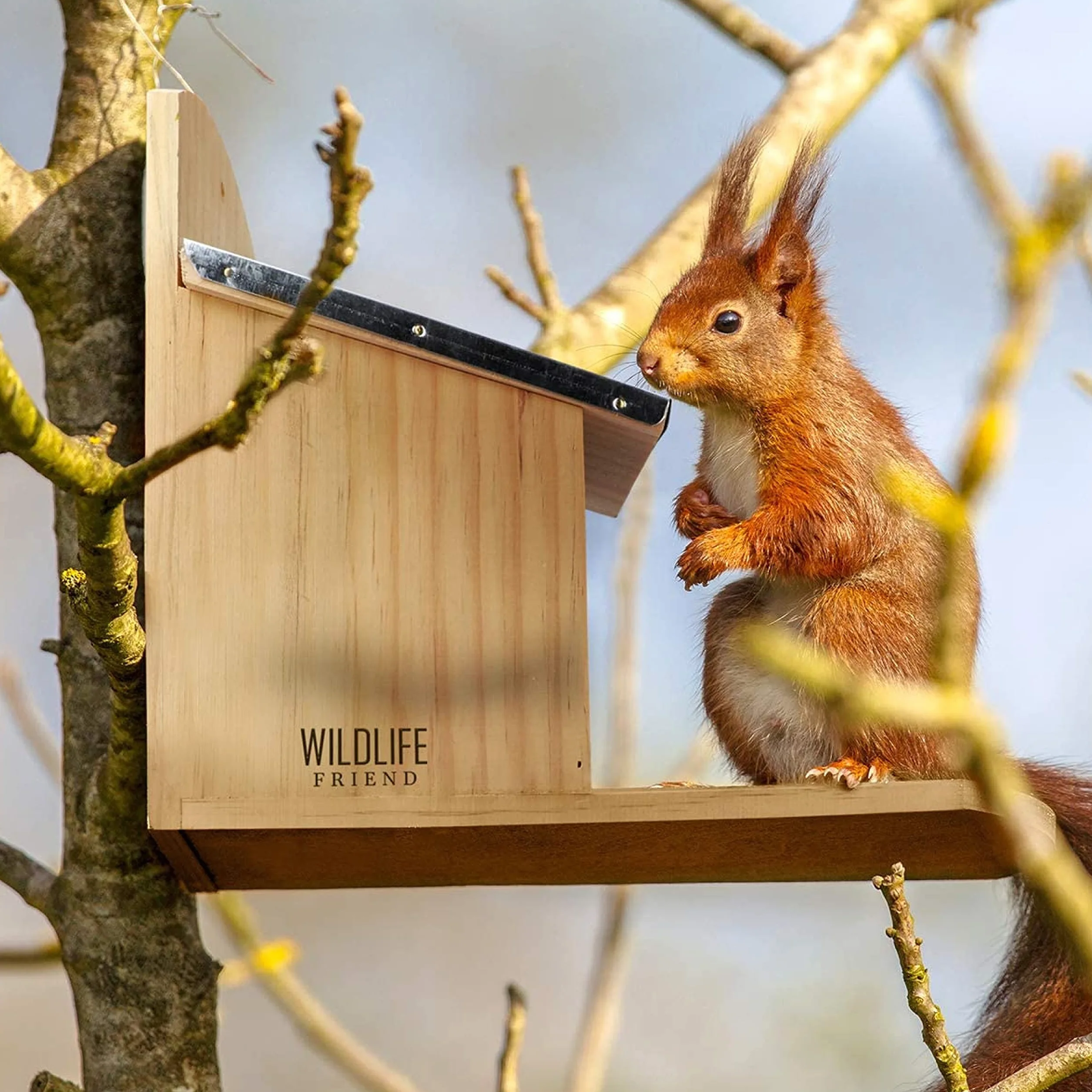 WILDLIFE FRIEND | Mangiatoia Scoiattoli- Casetta ecologica per scoiattoli, Mangiatoia Scoiattoli da esterno con Finestra in Plexiglass, Resistente alle Intemperie - in Legno di Pino e Tetto in Zinco