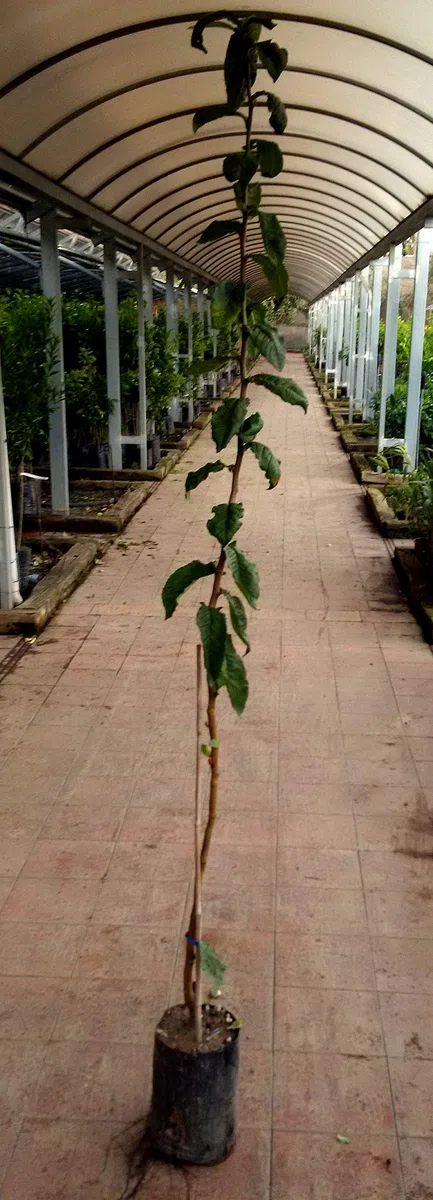 Pianta di nespole Albero nespolo di Germania - Imballaggio speciale protettivo