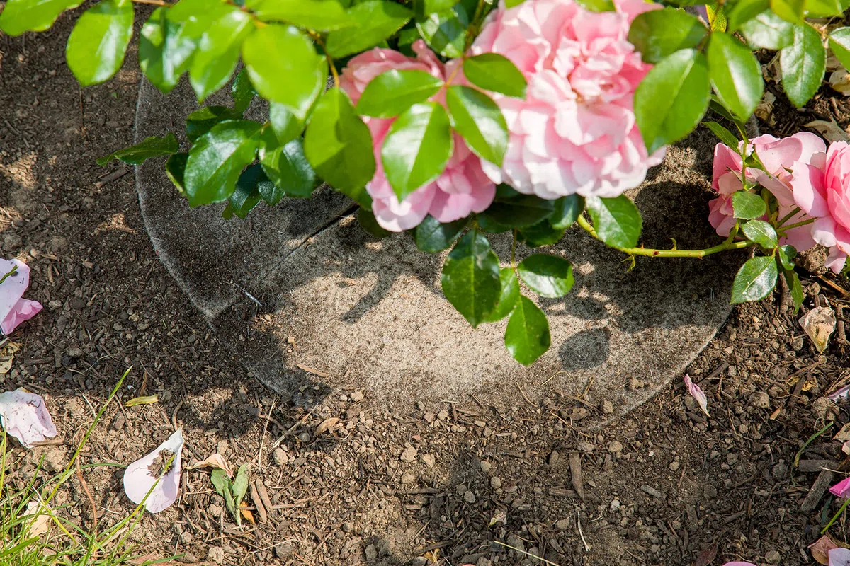 La cordeline Lotto di 10 dischi pacciamatura lana naturale Ø 40 cm ACJN10LF-L10