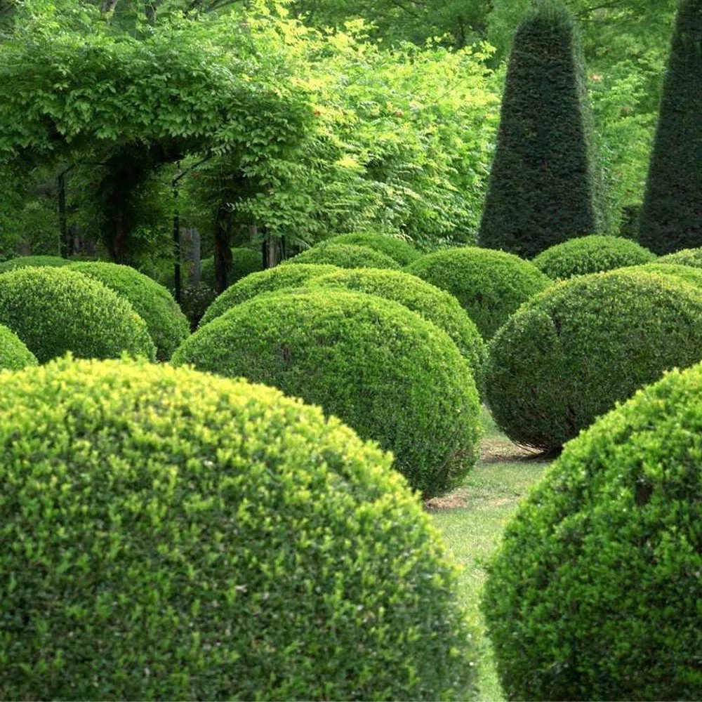 Piante di Bosso da Siepe 20-40 cm Bosso Sempervirens Folta Siepe Sempreverde (25 Piante)